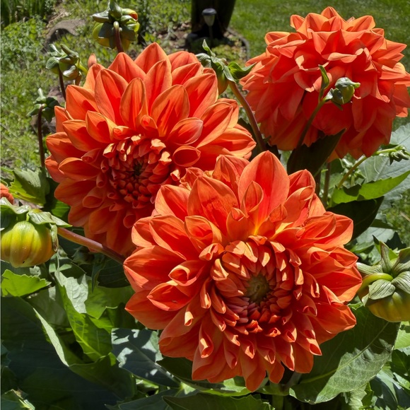 dahliadealss